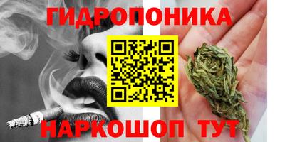 шишки Кимры